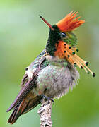 Tufted Coquette