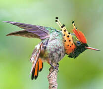 Tufted Coquette