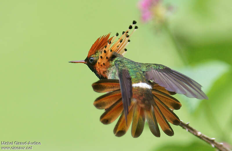 Tufted Coquette male adult, aspect