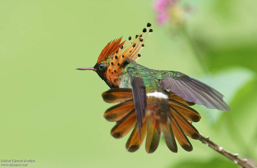 Tufted Coquette male adult, aspect