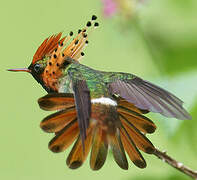 Tufted Coquette