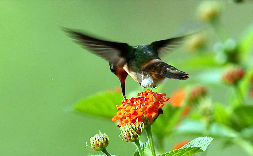 Tufted Coquette female adult