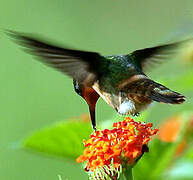 Tufted Coquette