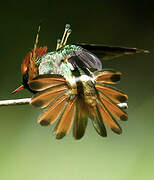 Tufted Coquette