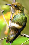 Tufted Coquette