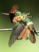 Tufted Coquette