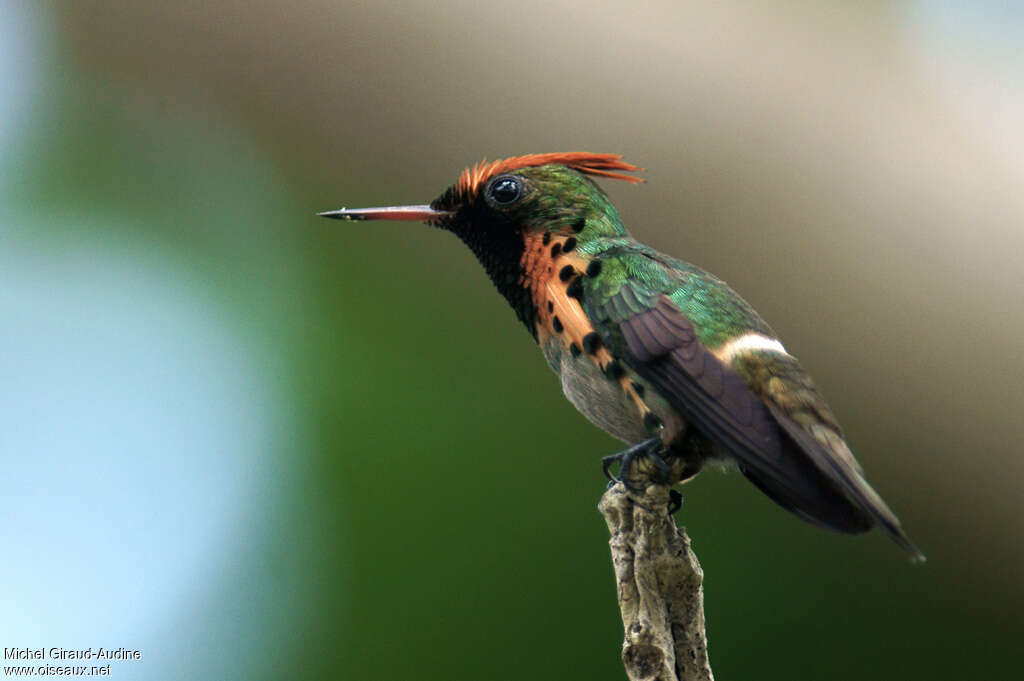 Coquette huppe-col mâle adulte, identification