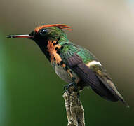 Tufted Coquette