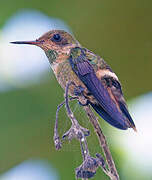 Tufted Coquette