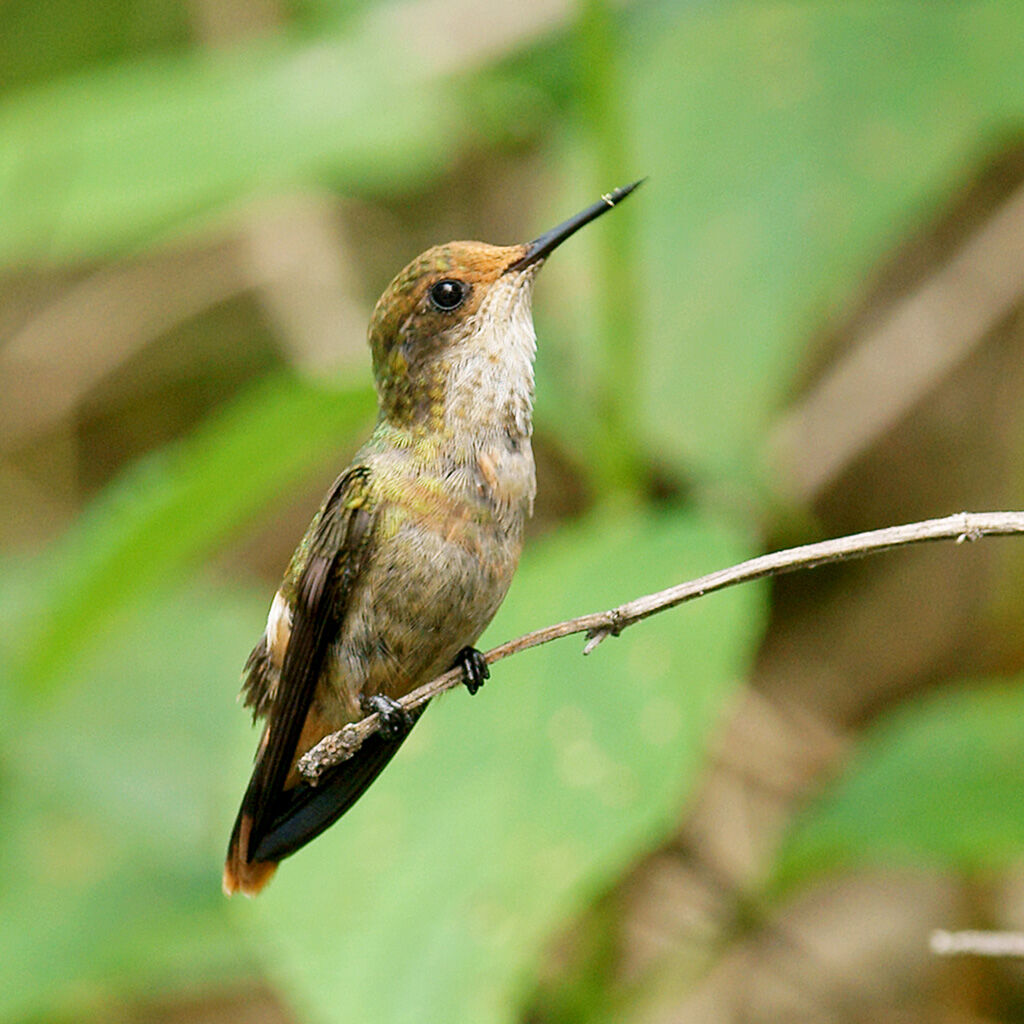 Tufted Coquette female juvenile