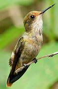 Tufted Coquette