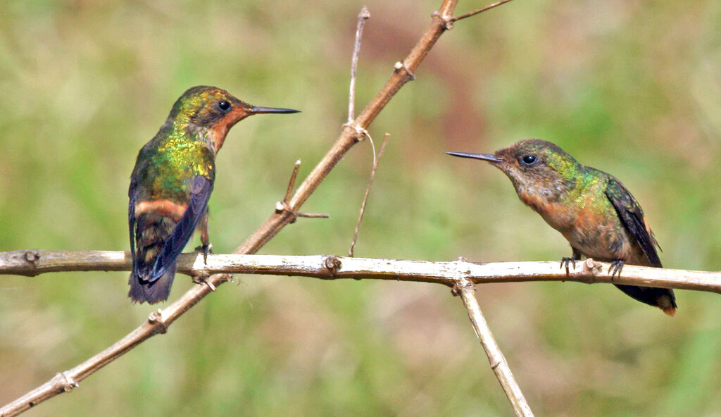 Tufted Coquette, Behaviour