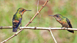 Tufted Coquette