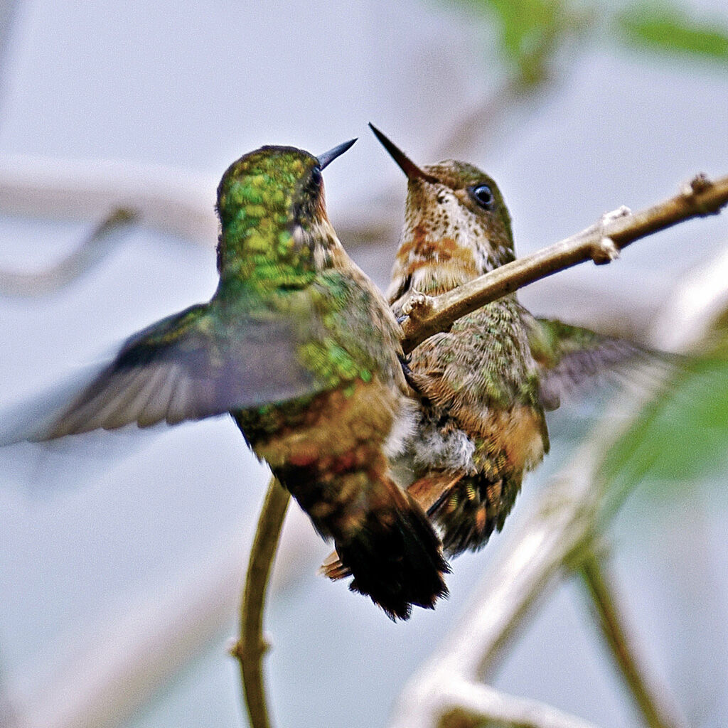 Tufted Coquette, Behaviour