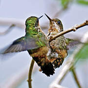 Tufted Coquette