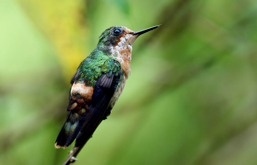 Coquette huppe-col femelle immature