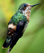 Tufted Coquette