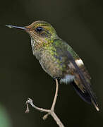 Tufted Coquette