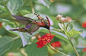 Tufted Coquette