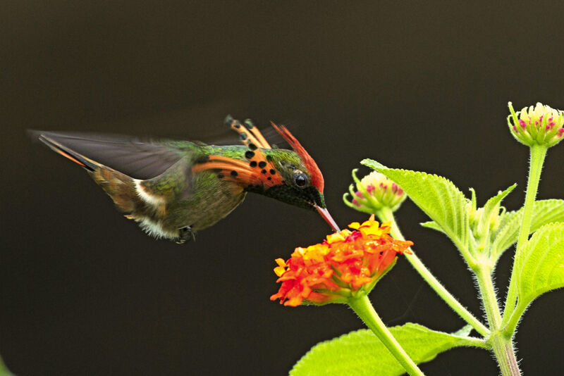 Tufted Coquette male adult, Flight
