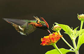 Tufted Coquette