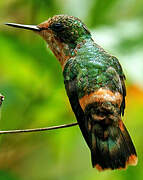 Tufted Coquette