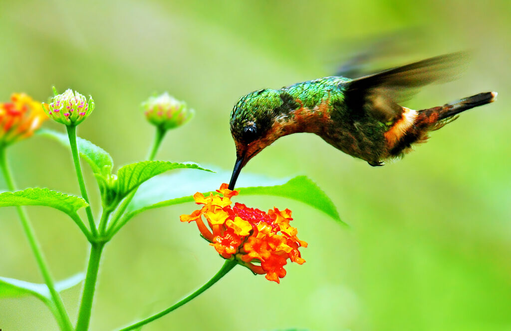 Tufted Coquette female adult