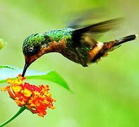 Tufted Coquette