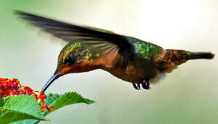 Tufted Coquette