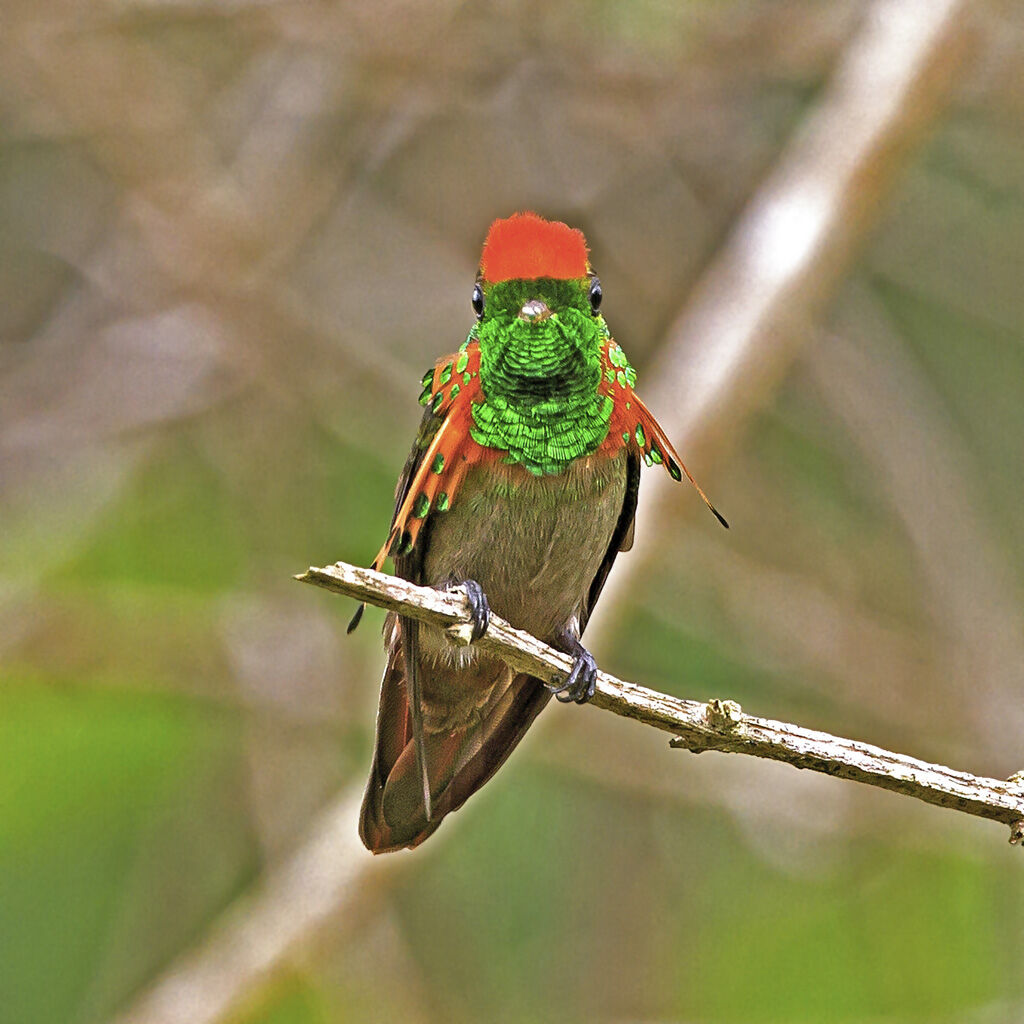 Coquette huppe-col mâle adulte, identification