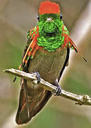 Tufted Coquette