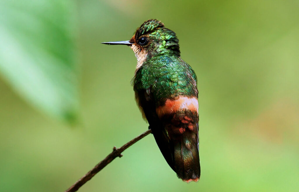 Coquette huppe-col femelle immature