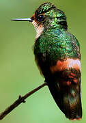 Tufted Coquette