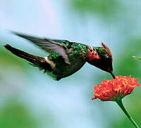 Tufted Coquette