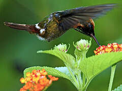 Tufted Coquette