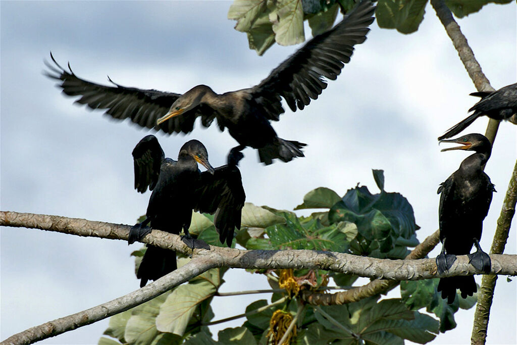 Neotropic Cormorant, identification