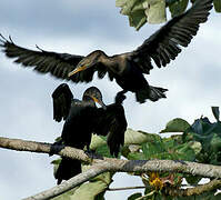 Neotropic Cormorant