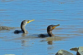 Neotropic Cormorant