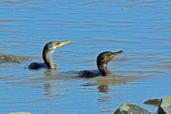 Cormoran vigua