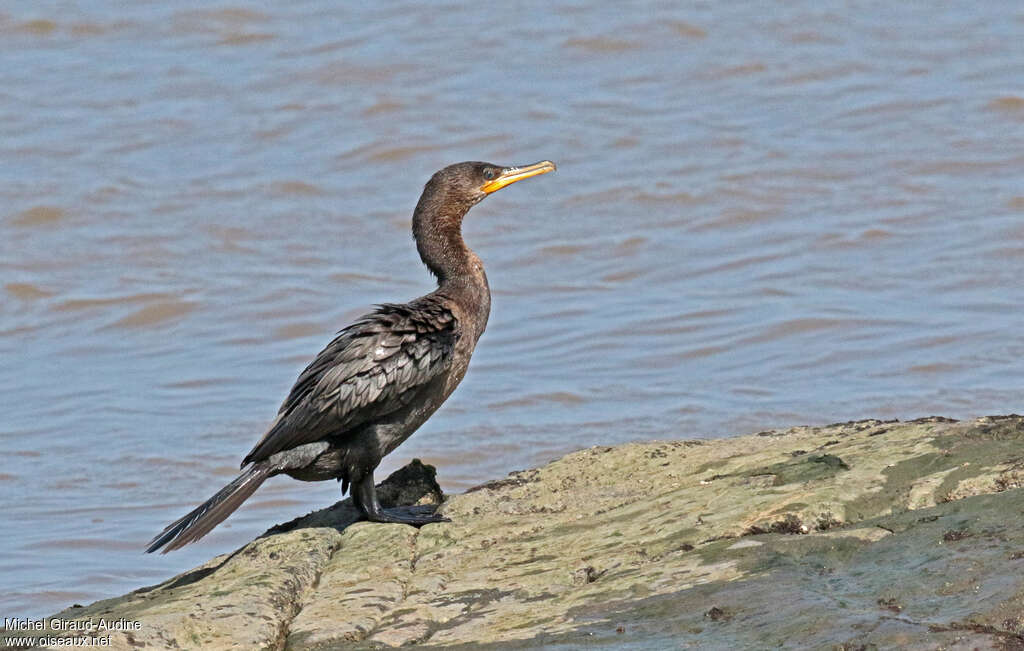 Neotropic CormorantSecond year, pigmentation