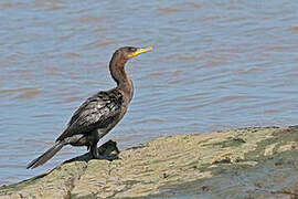 Neotropic Cormorant