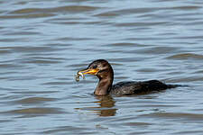 Cormoran vigua