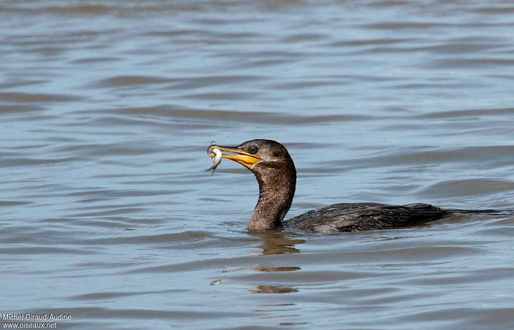 Neotropic Cormorantimmature, feeding habits, eats