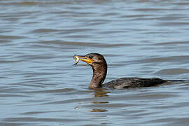 Neotropic Cormorant