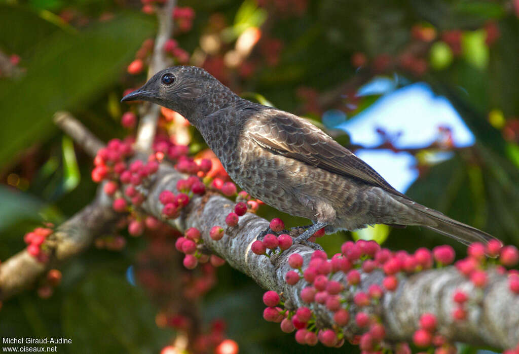 Purple-breasted Cotinga female adult, identification, feeding habits