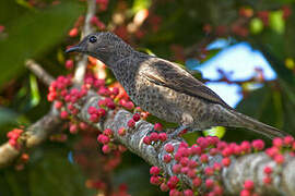 Purple-breasted Cotinga