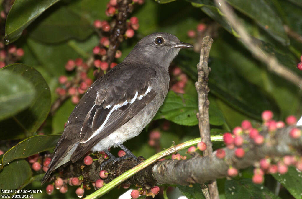 Pompadour Cotinga female adult, identification