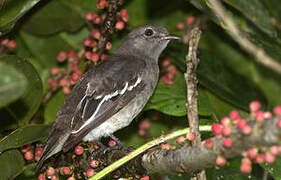 Pompadour Cotinga