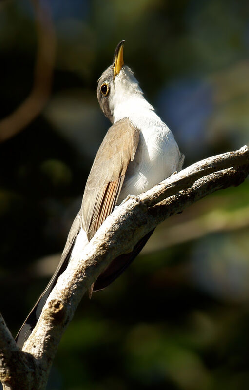 Yellow-billed Cuckoo, identification