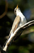 Yellow-billed Cuckoo